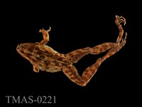 藏品(黑斑蛙)的圖片